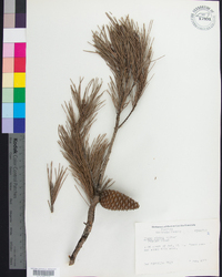 Pinus glabra image