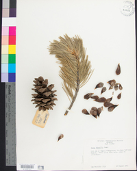 Pinus flexilis image