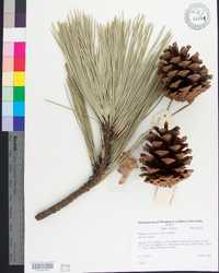 Pinus ponderosa image