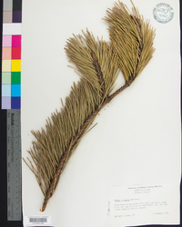 Pinus pungens image