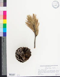 Pinus pungens image