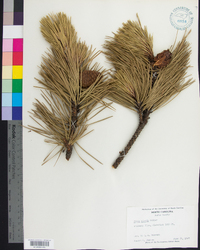 Pinus rigida image