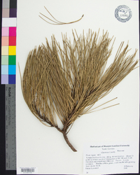 Pinus rigida image