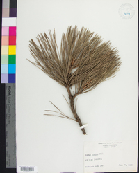 Pinus rigida image