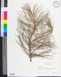 Pinus taeda image