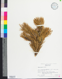 Pinus pungens image