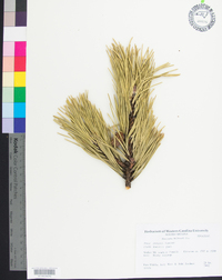 Pinus pungens image