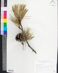 Pinus rigida image