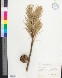 Pinus rigida image