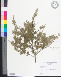 Tsuga canadensis image