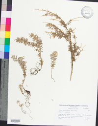 Tsuga heterophylla image