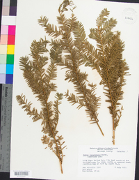 Taxus canadensis image