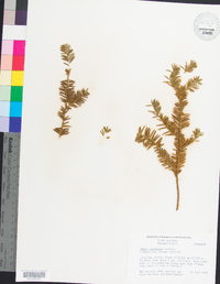 Taxus canadensis image