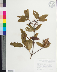 Viburnum cassinoides image