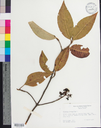 Viburnum cassinoides image