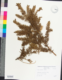 Taxus canadensis image