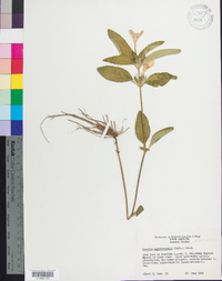 Ruellia caroliniensis image