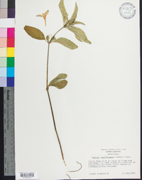 Ruellia caroliniensis image