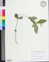 Ruellia caroliniensis image