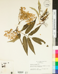 Sambucus cerulea image