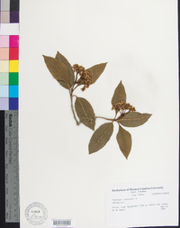 Viburnum cassinoides image