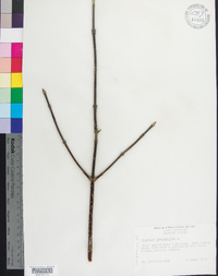Viburnum cassinoides image