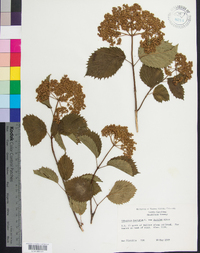 Viburnum dentatum var. lucidum image