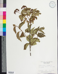 Viburnum dentatum var. lucidum image