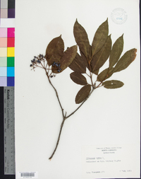 Viburnum cassinoides image