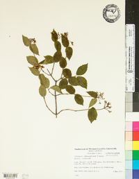 Viburnum rafinesqueanum image