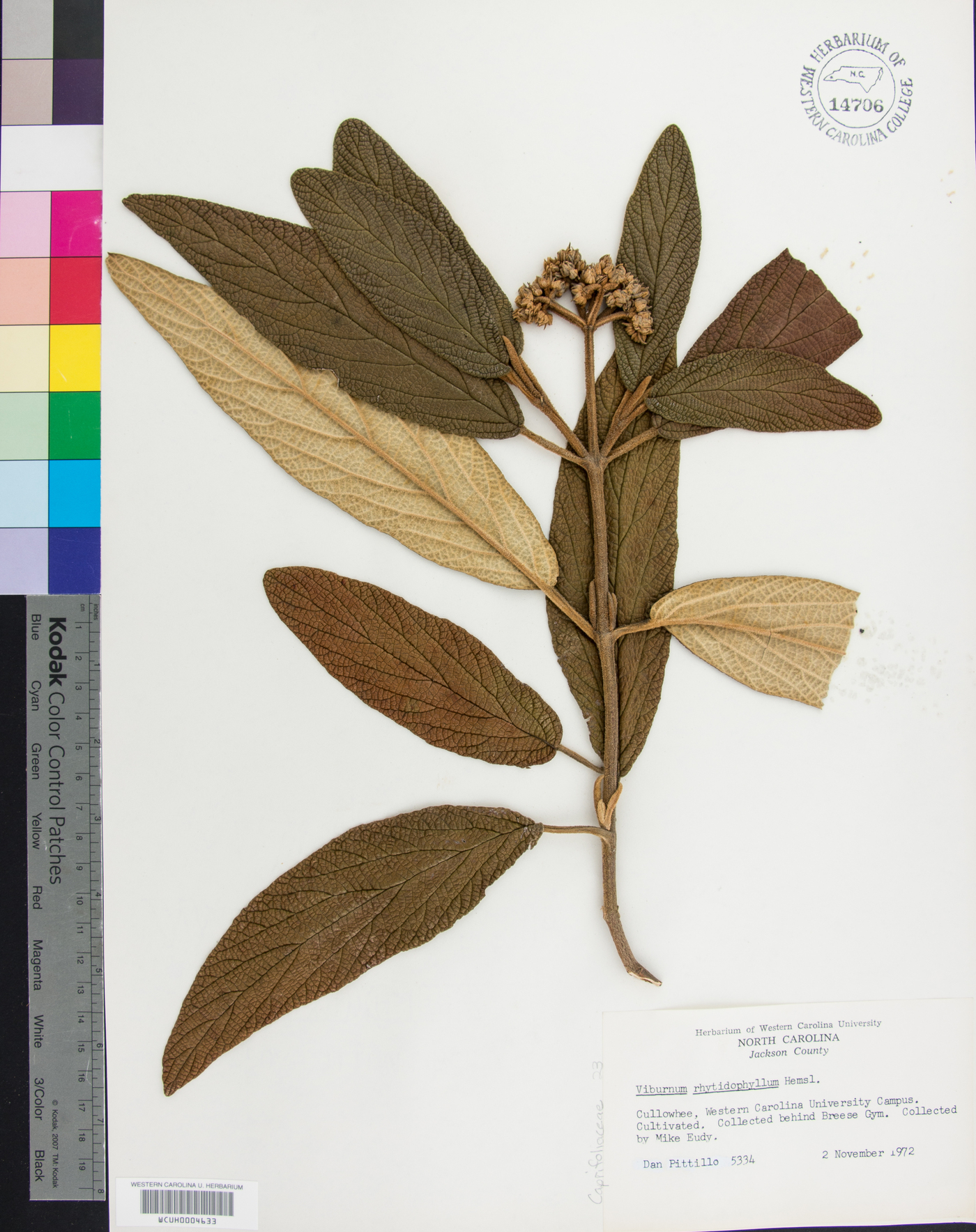 Viburnum rhytidophyllum image