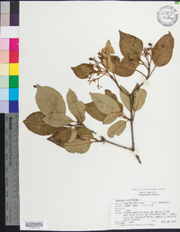 Viburnum cassinoides image