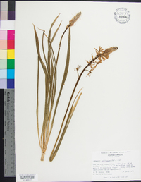 Camassia scilloides image