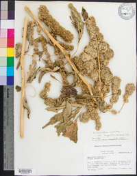 Amaranthus hypochondriacus image