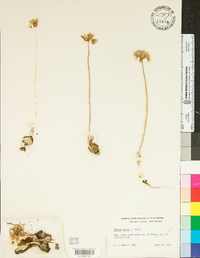 Allium nevii image