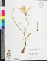 Zephyranthes atamasca image