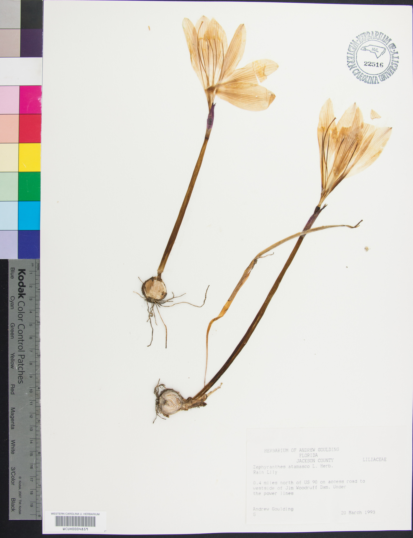 Zephyranthes atamasca image