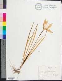 Zephyranthes atamasca image