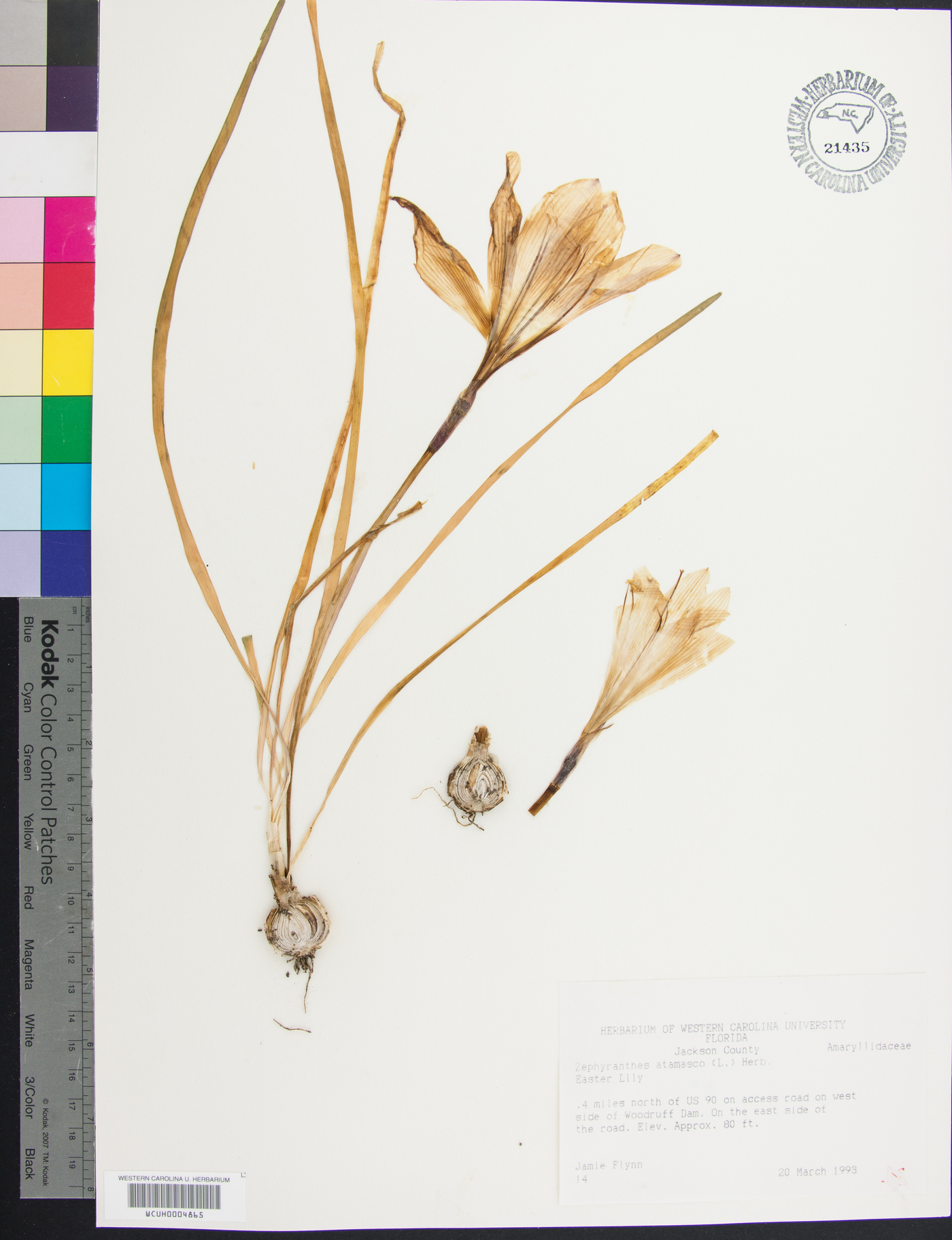 Zephyranthes atamasca image