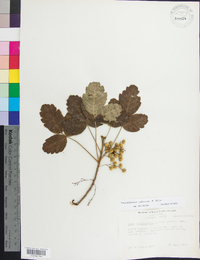 Toxicodendron pubescens image