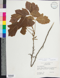 Toxicodendron pubescens image