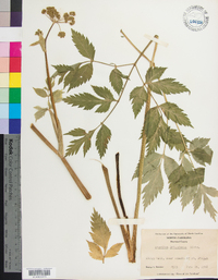 Angelica triquinata image