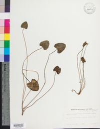 Centella asiatica image