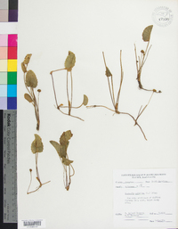 Centella asiatica image