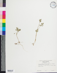 Chaerophyllum procumbens image