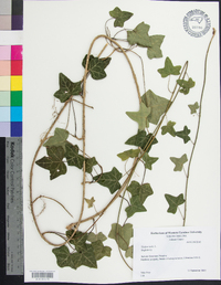 Hedera helix image