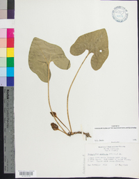 Hexastylis arifolia image