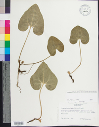 Hexastylis arifolia image