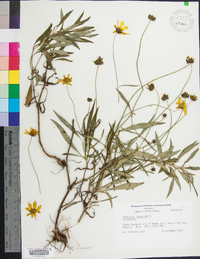 Coreopsis lanceolata image