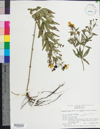 Coreopsis major image